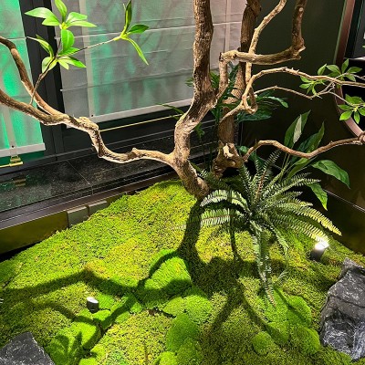 仿真马醉木橱窗造景植物室内高端仿生绿植装饰树大型假树简约景观图3