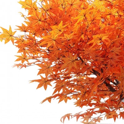 红枫树仿真树大型假树造景禅意庭院工程装饰造型枫叶植物景观橱窗图4