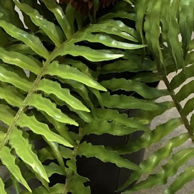 仿真手感蕨类植物波斯草蕨草插地造景装饰小绿植批发 植物墙配材图3