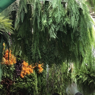 仿真蕨类植物大壁挂吊顶景观装饰波斯草蕨草垂挂绿植 植物墙配饰图3