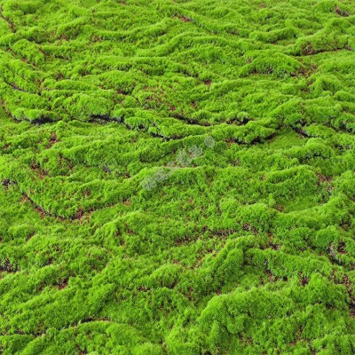 仿真青苔草皮植绒假苔藓草坪 仿真植物墙绿植墙橱窗盆景铺面装饰图4