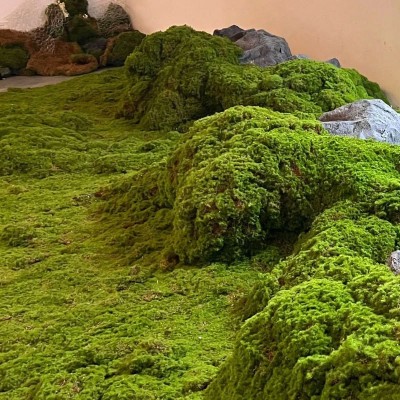 仿真苔藓造景仿生草皮假青苔微景观布置草坪盆景盆栽铺面造景装饰