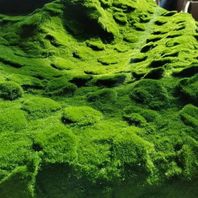 仿真苔藓造景仿生草皮假青苔微景观布置草坪盆景盆栽铺面造景装饰图3