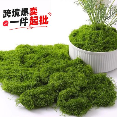 仿真苔藓青苔造景仿生假草皮微景观布置摆件草坪盆栽盆景
