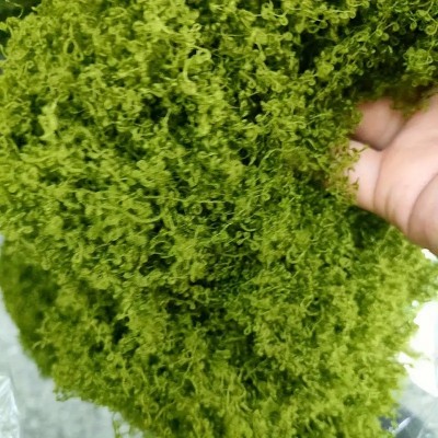仿真苔藓青苔造景仿生假草皮微景观布置摆件草坪盆栽盆景图2